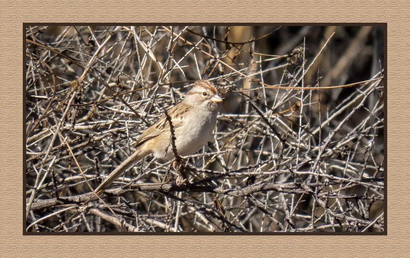 2022-12-22 3000 Rufous-winged Sparrow