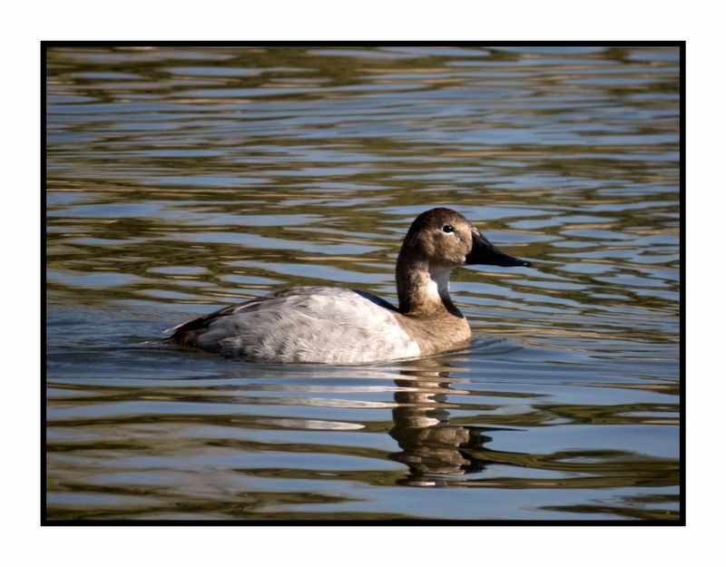 2023-01-24 3757 Canvasback