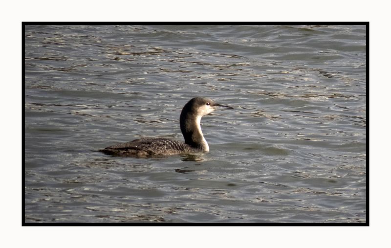 2023-01-23 3564 Pacific Loon