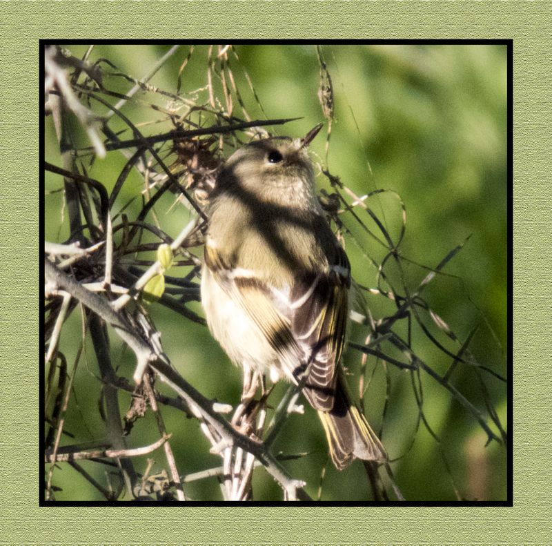 2023-01-30 3849 Huttons Vireo