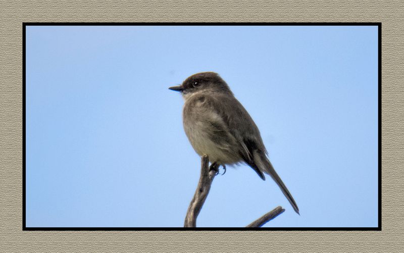 2023-03-16 5429 Eastern Phoebe