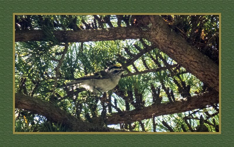 2023-07-22 6504 Golden-crowned Kinglet