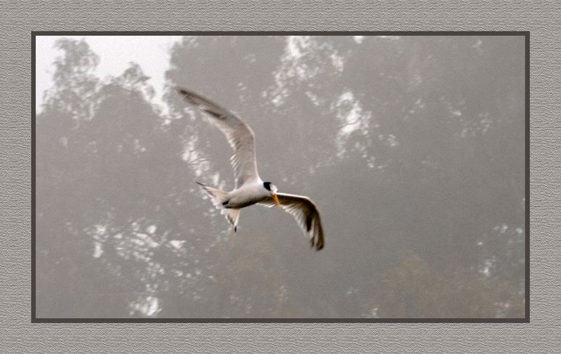 2023-09-09 00190 Elegant Tern