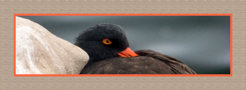 2023-09-19 01043 Black Oystercatcher