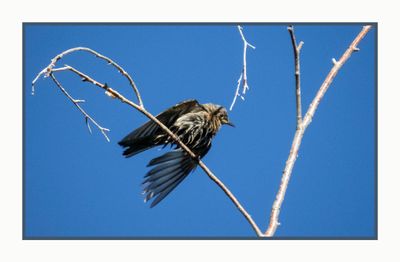 2022-07-27 1292  Juvenile Western Bluebird