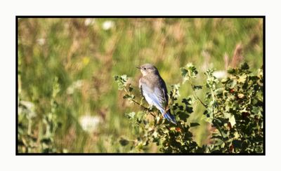 2022-07-27 1336 Female Western Bluebird