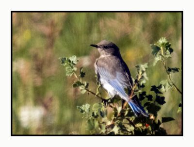 2022-07-27 1337 Female Western Bluebird