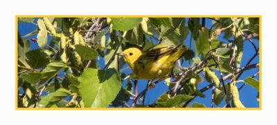 2022-07-27 1275 Yellow Warbler