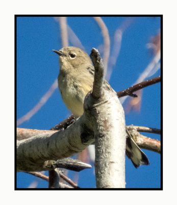 2022-07-27 1280 Yellow-rumped Warbler
