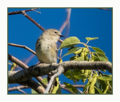 2022-07-27 1281 Yellow-rumped Warbler