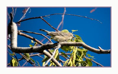 2022-07-27 1283 Yellow-rumped Warbler