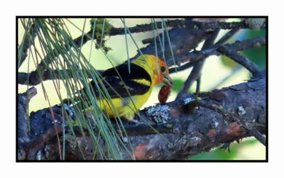 2022-08-07 & 08 1379 Western Tanager with Beetle