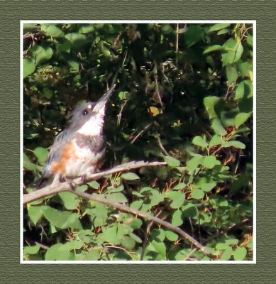 2022-08-07 & 08 1400 Belted Kingfisher