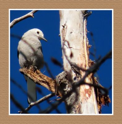 2022-08-07 & 08 1437 Clark's Nutcracker