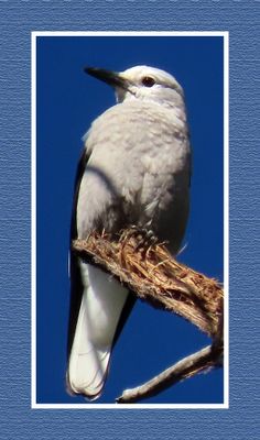 2022-08-07 & 08 1443 Clark's Nutcracker