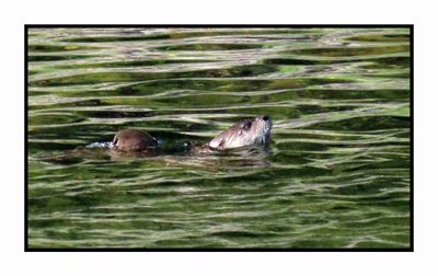2022-08-07 & 08 1403 River Otters