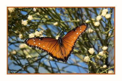 2022-10-20 1546 Queen Butterfly