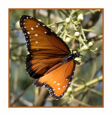 2022-10-20 1548 Queen Butterfly