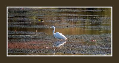 2022-10-27 1580 Great Egret at Granite Reef