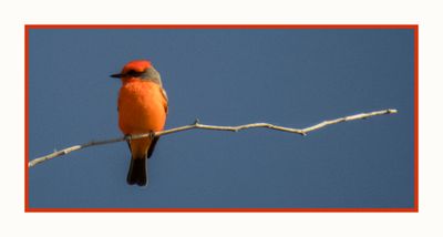 2022-10-27 1625 Vermillion Flycatcher