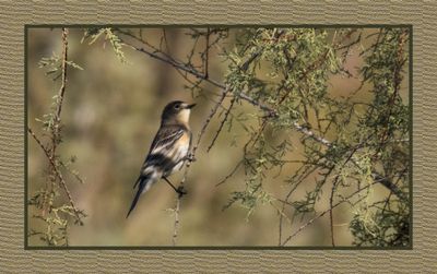 2022-10-27 1606 Yellow-rumped Warbler