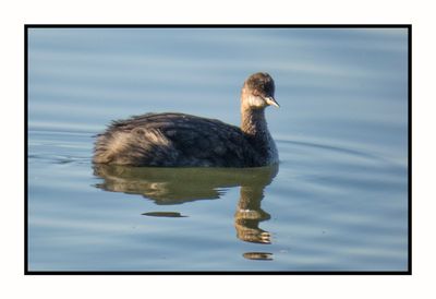 2022 10 31 1721 Eared Grebe