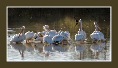 2022 10 31 1729 American White Pelicans.jpg