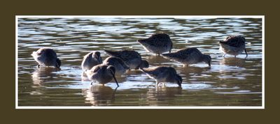 2022 10 31 1743 Long-billed Dowitchers