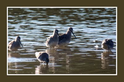 2022 10 31 1745 Long-billed Dowitchers