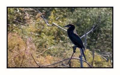 2022 10 31 1790 Double-crested Cormorant