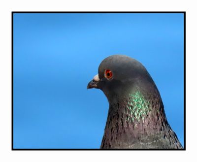 2022 10 31 1871 Rock Pigeon