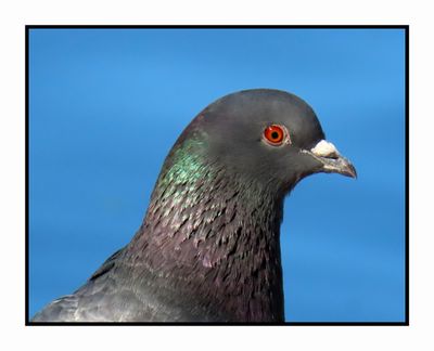 2022 10 31 1872 Rock Pigeon