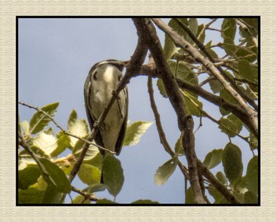 2022-11-07 1883 Black-throated Gray Warbler