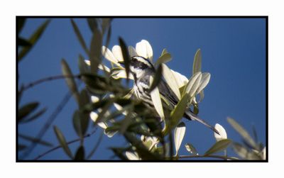 2022-11-07 1889 Black-throated Gray Warbler
