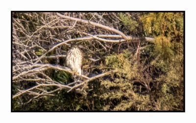 2022-11-14 1911 Juvenile Sharp-shinned Hawk