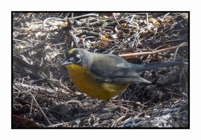 2022-11-14 1981 Fan-tailed Warbler