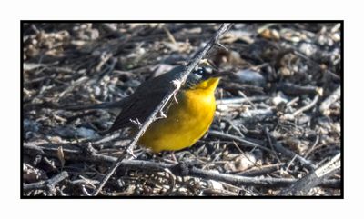 2022-11-14 1984 Fan-tailed Warbler