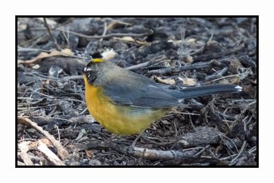 2022-11-14 1994 Fan-tailed Warbler