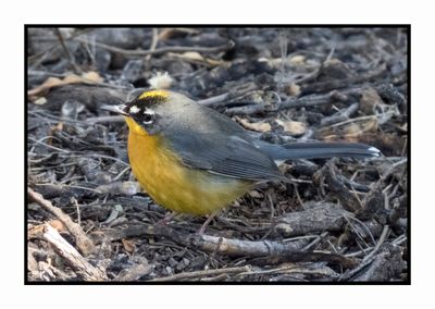 2022-11-14 1996 Fan-tailed Warbler