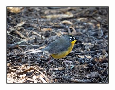 2022-11-14 1999 Fan-tailed Warbler