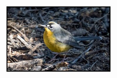 2022-11-14 2000 Fan-tailed Warbler