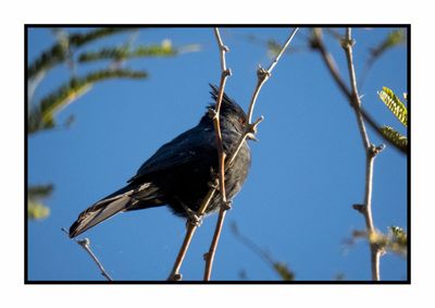 2022-11-23 2153 Female Phainopepla