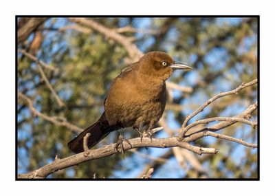 2022-11-23 2081 Great-tailed Grackle