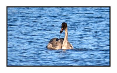 2022-11-23 2158 Juvenile Trumpeter Swan mining the mud bottom