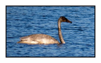 2022-11-23 2162 Juvenile Trumpeter Swan mining the mud bottom