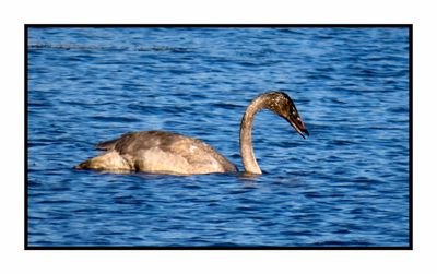 2022-11-23 2171 Juvenile Trumpeter Swan mining the mud bottom