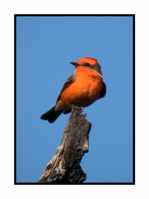 2022-11-23 2193 Vermillion Flycatcher