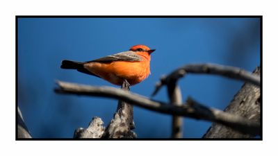 2022-11-23 2201 Vermillion Flycatcher