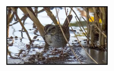 2022-11-23 2214 Swamp Sparrow