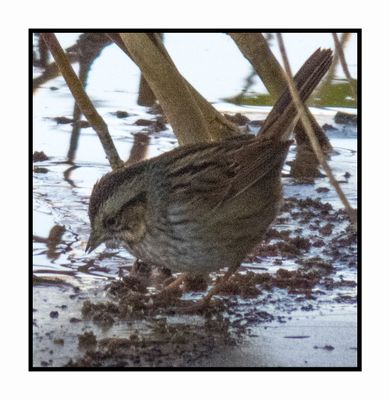 2022-11-23 2216 Swamp Sparrow